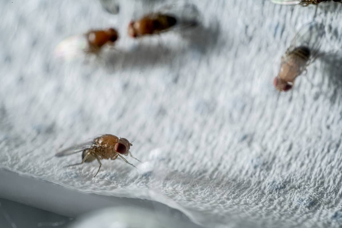  Jean-Claude MOSCHETTI / ECOBIO / CNRS Images - Drosophiles