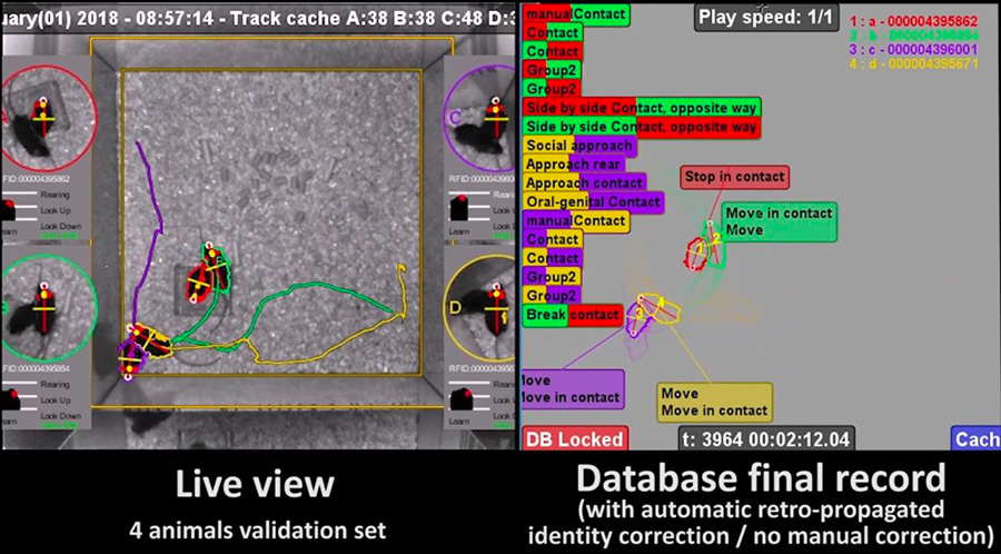  Fabrice de Chaumont - Live Mouse Tracker : live view (left side) and data base final record with mouse identity recognition and behavior analysis by the system (right side).