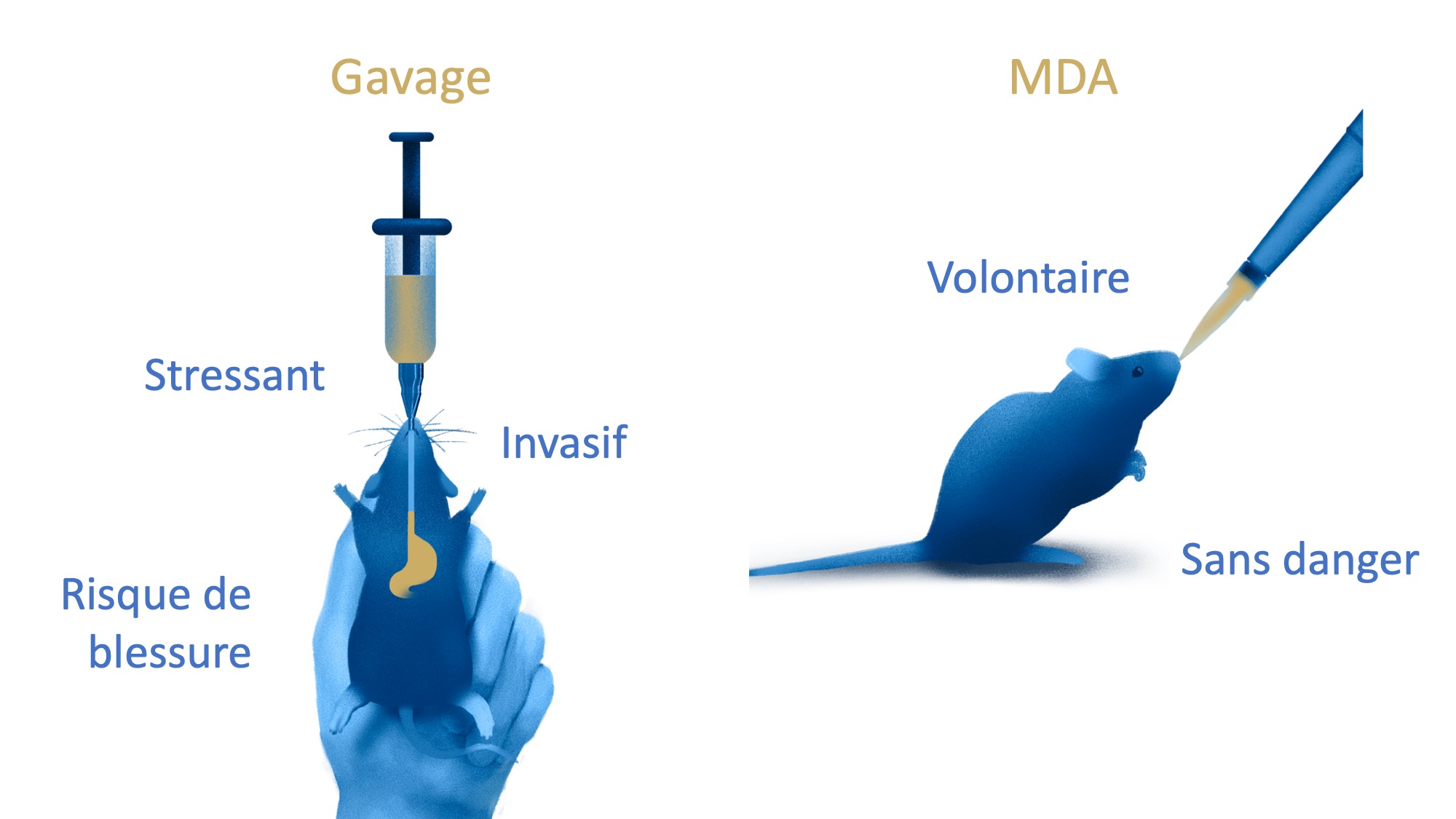 Reprsentations schmatiques du gavage oral ( gauche) et de l'administration de mdicaments guide par micropipette ( droite) ; adapt de  Rodent MDA (tous droits rservs), texte graphique par FC3R.