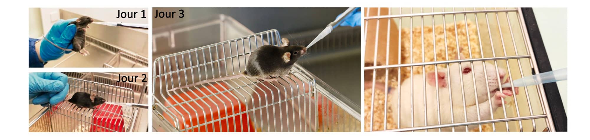 Les souris sont entranes  la MDA pendant deux jours (panneau de gauche, © Scarborough et al., 2020), et au jour 3 boivent volontairement dans la micropipette sans tre tenues (panneau du milieu, © Stephan Luppi, MELS, UZH, Rodent MDA). Aprs quelques jours d'entranement, les rats boivent volontairement dans la micropipette (panneau de droite, © Heraudeau et al., 2023).