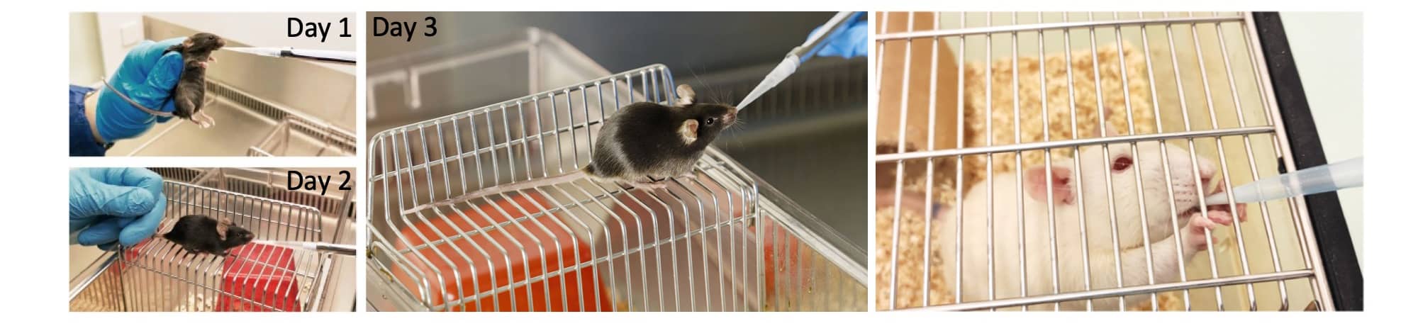 Mice are trained to the MDA for two days (left panel,  Scarborough et al., 2020), and on Day 3 drink voluntarily from the micropipette without being held (middle panel,  Stephan Luppi, MELS, UZH, Rodent MDA). After a few days of training, rats drink voluntarily from the micropipette (right panel,  Heraudeau et al., 2023).