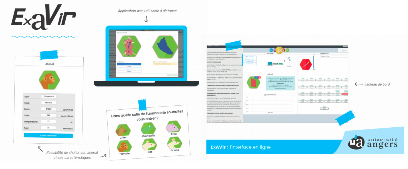  Universit Angers  ExAVir L'interface en ligne