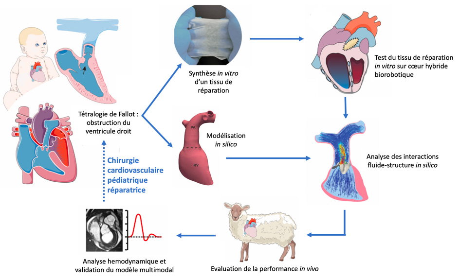 Dveloppement et valuation fonctionnelle d'une valve de rparation cardiaque grce  des approches in vitro, in silico et des modles animaux. Adapt de  Singh et al., 2024 