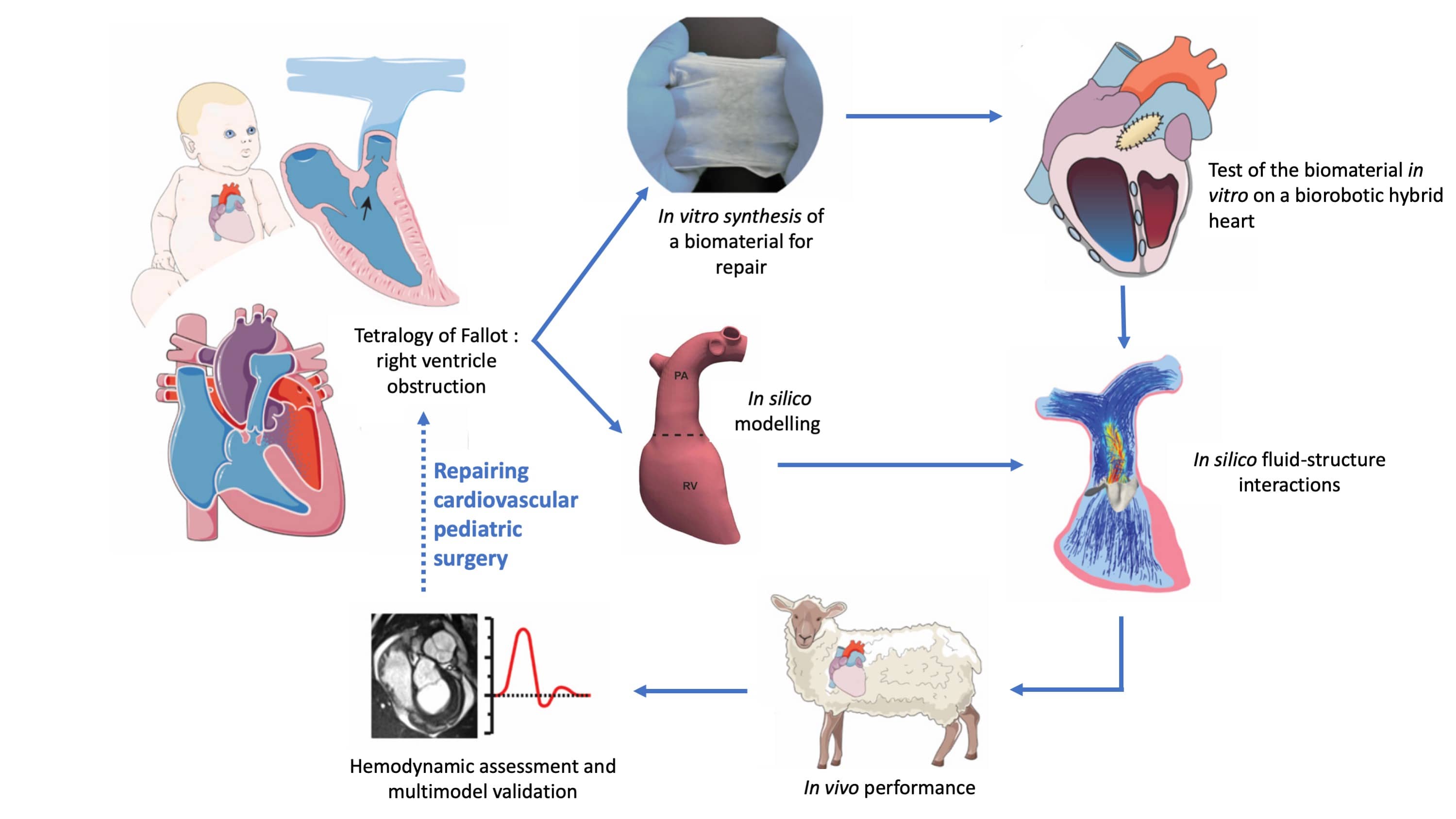 Development and functional evaluation of a cardiac repair valve using in vitro, in silico, and animal model approaches. Adapted from  Singh et al. 2024