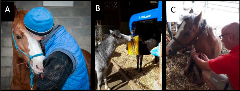  Fabrice Reigner - Picture: A. The UEPAO animal care team has developed a positive human-animal relationship with the animals. B. Enrichment with freely available brushes. C. Blood sampling on a relaxed horse, without any restraint.