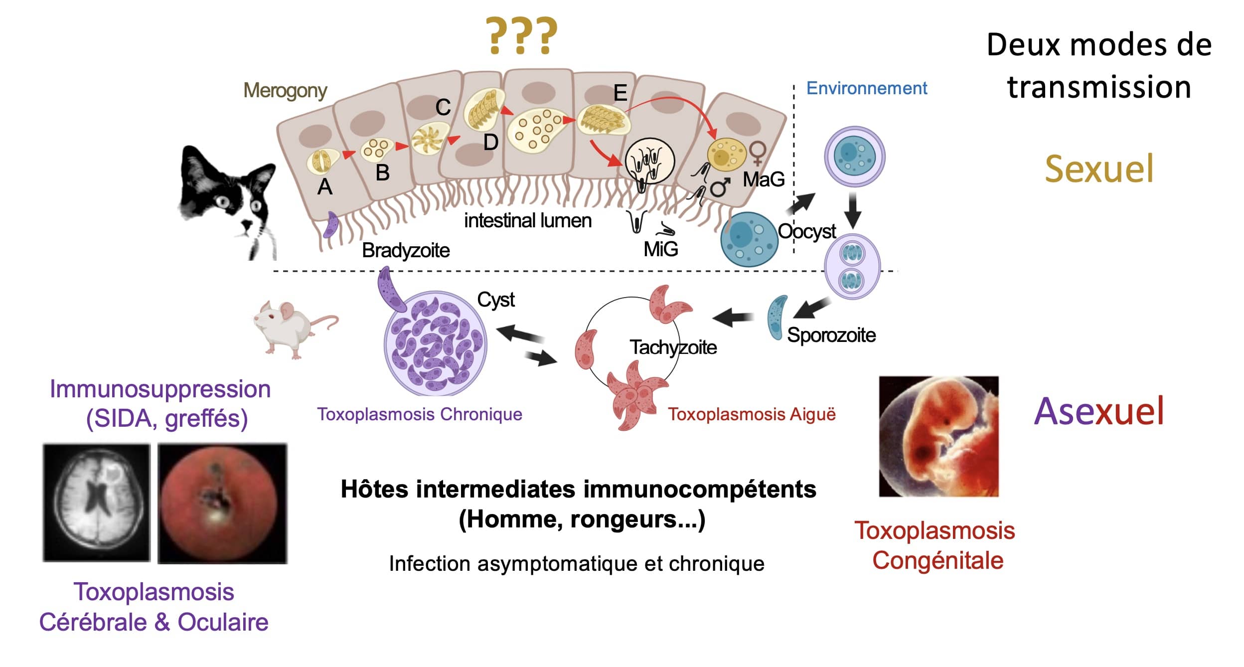  Mohamed-Ali Hakimi - Cycle de vie et de transmission de Toxoplasma